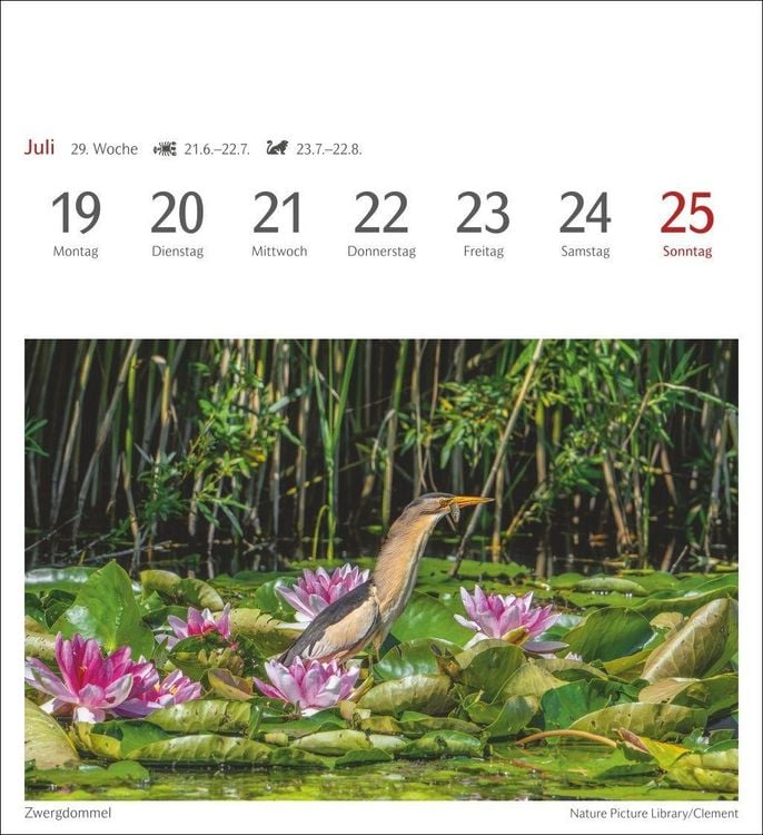 Produktbild: Heimische V&ouml;gel Postkartenkalender 2027 - Wochenkalender mit 53 Postkarten