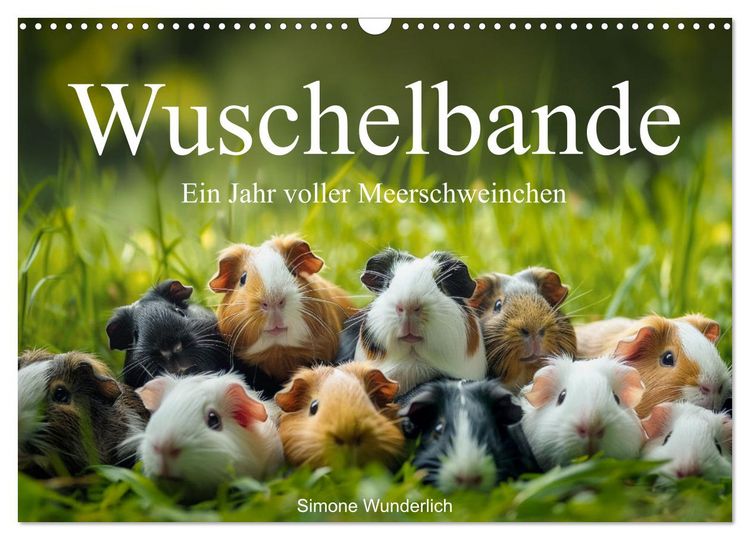 Produktbild: Wuschelbande - Ein Jahr voller Meerschweinchen (Wandkalender 2026 DIN A3 quer), CALVENDO Monatskalender