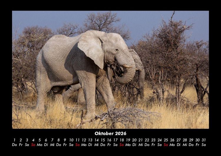 Produktbild: Der Elefantenkalender 2026 Fotokalender DIN A3