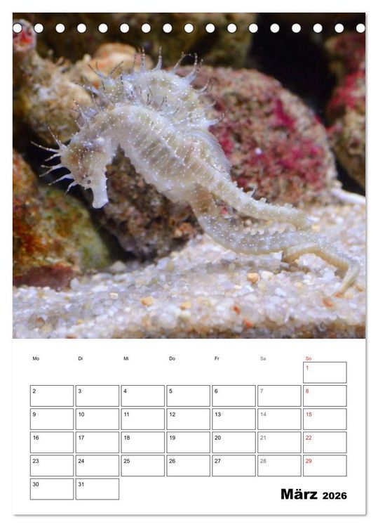 Produktbild: Zauberwelt. Fische, Korallen und Co. (Tischkalender 2026 DIN A5 hoch), CALVENDO Monatskalender
