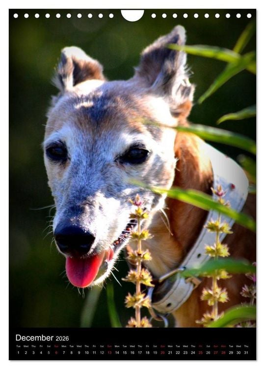 Produktbild: Beautiful Whippets (Wall Calendar 2026 DIN A4 portrait), CALVENDO 12 Month Wall Calendar