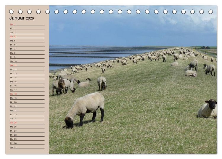 Produktbild: Schafe z&auml;hlen leicht gemacht! (Tischkalender 2026 DIN A5 quer), CALVENDO Monatskalender