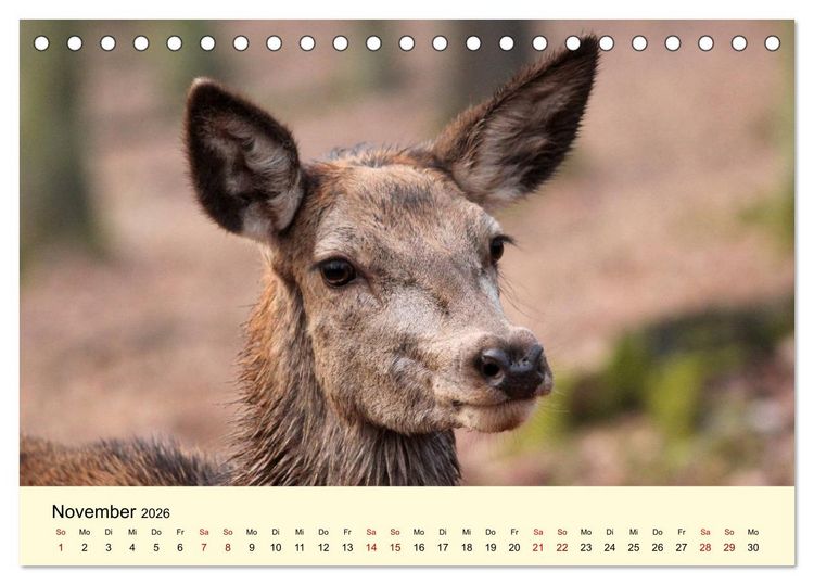 Produktbild: Der Rothirsch - Der K&ouml;nig in unseren W&auml;ldern (Tischkalender 2026 DIN A5 quer), CALVENDO Monatskalender