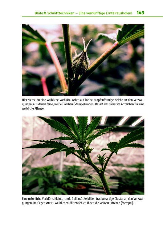 Produktbild: Cannabis zu Hause anbauen f&uuml;r Anf&auml;nger