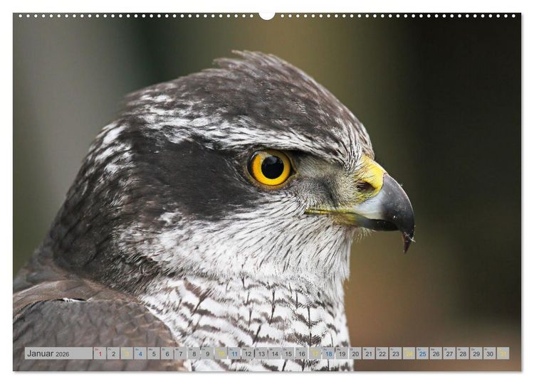 Produktbild: Habicht - aus dem Leben eines imposanten Greifvogels (Wandkalender 2026 DIN A2 quer), CALVENDO Monatskalender