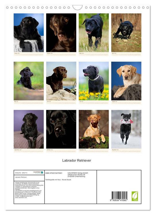 Produktbild: Labrador Retriever (Wandkalender 2026 DIN A3 hoch), CALVENDO Monatskalender