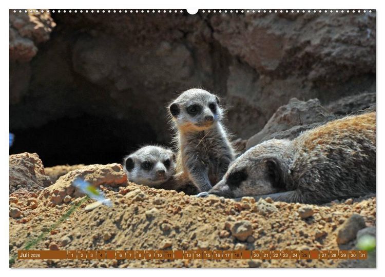 Produktbild: Erdm&auml;nnchens Kinderstube (hochwertiger Premium Wandkalender 2026 DIN A2 quer), Kunstdruck in Hochglanz