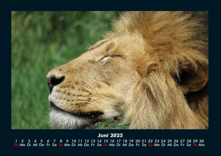 Produktbild: Tiere im Zoo 2025 Fotokalender DIN A4