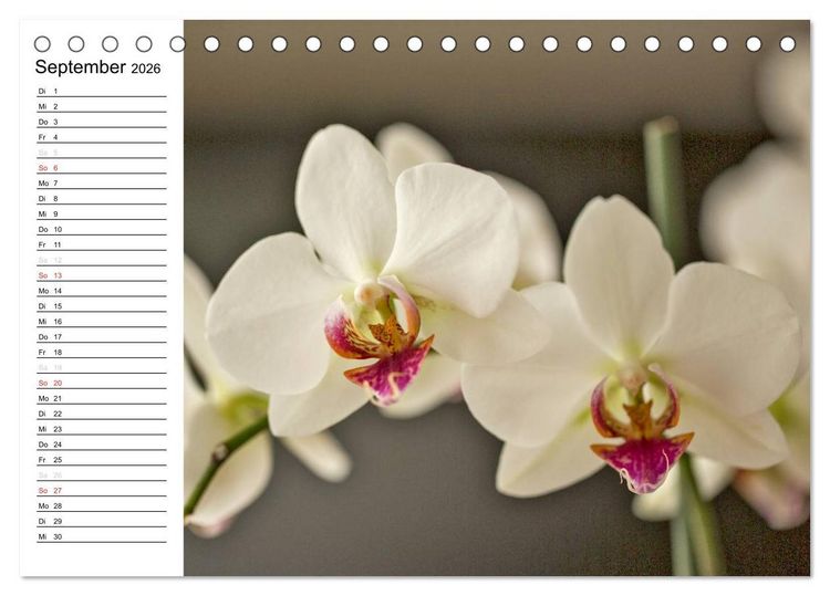Produktbild: Bl&uuml;tenzauber Orchideen (Tischkalender 2026 DIN A5 quer), CALVENDO Monatskalender