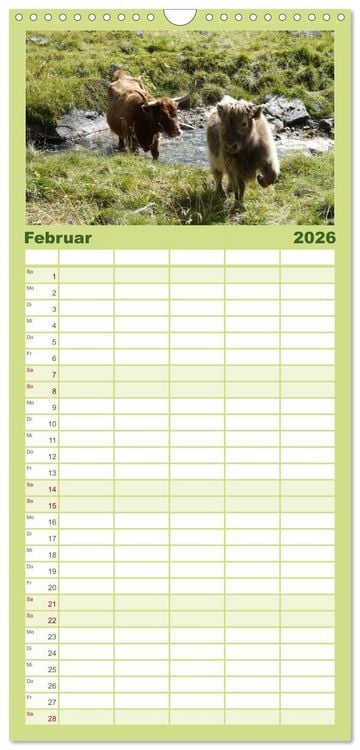 Produktbild: Familienplaner 2026 - K&uuml;he mit H&ouml;rnern mit 5 Spalten (Wandkalender, 21 x 45 cm) CALVENDO
