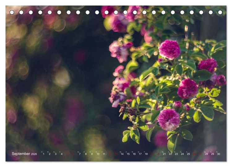 Produktbild: Die Welt der Alten Rosen (Tischkalender 2026 DIN A5 quer), CALVENDO Monatskalender