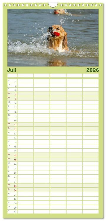 Produktbild: Familienplaner 2026 - Golden Retriever - Ein Herz auf 4 Pfoten mit 5 Spalten (Wandkalender, 21 x 45 cm) CALVENDO