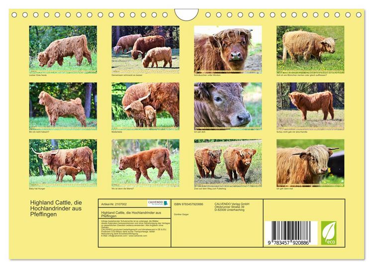 Produktbild: Highland Cattle, die Hochlandrinder aus Pfeffingen (Wandkalender 2026 DIN A4 quer), CALVENDO Monatskalender