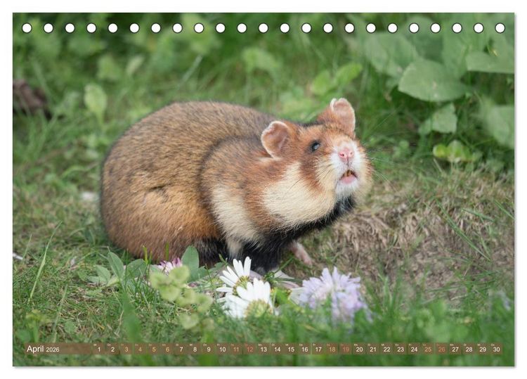 Produktbild: Feldhamster Herbert Kleine Pfoten, gro&szlig;e Pers&ouml;nlichkeit (Tischkalender 2026 DIN A5 quer), CALVENDO Monatskalender