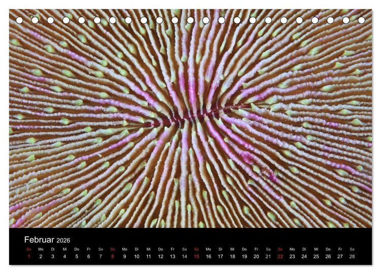 Produktbild: Magische Unterwasserwelten (Tischkalender 2026 DIN A5 quer), CALVENDO Monatskalender