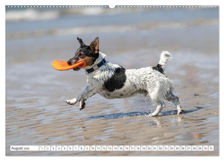 Produktbild: Jack Russell - Klein, aber oho! (Wandkalender 2026 DIN A2 quer), CALVENDO Monatskalender