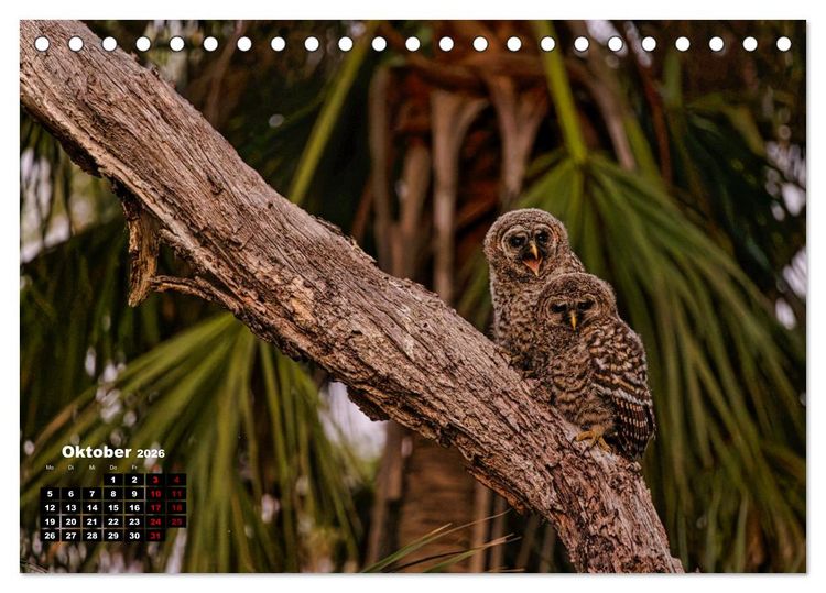 Produktbild: Floridas wunderbare Vogelwelt (Tischkalender 2026 DIN A5 quer), CALVENDO Monatskalender