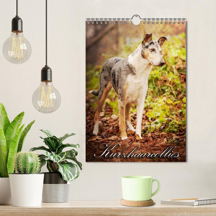 Produktbild: Kurzhaarcollies (Wandkalender 2026 DIN A4 hoch), CALVENDO Monatskalender