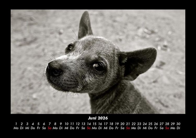 Produktbild: Welpen 2026 Fotokalender DIN A3
