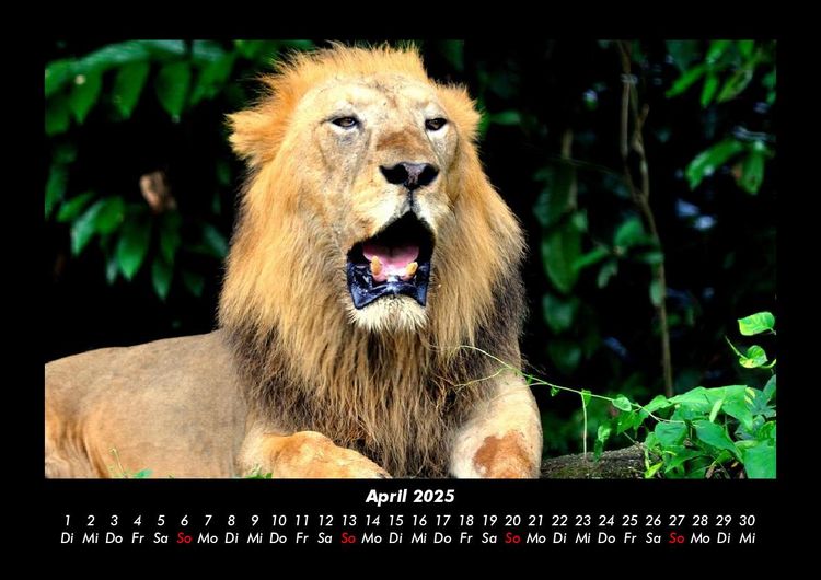 Produktbild: Welt der Tiere 2025 Fotokalender DIN A3