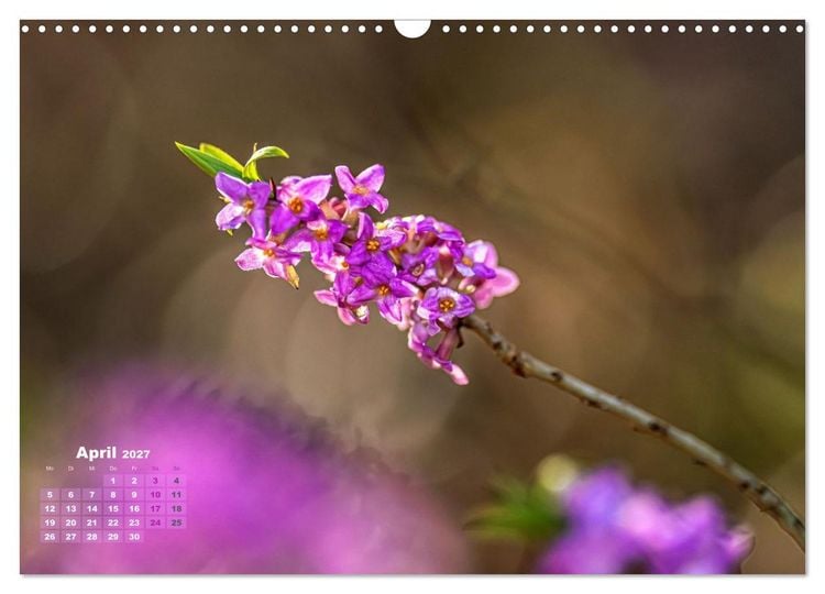 Produktbild: Waldspazierg&auml;nge: Entspannen - Kraft tanken - Besinnen auf sich selbst (Wandkalender 2027 DIN A3 quer), CALVENDO Monatskalender