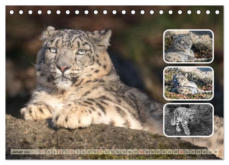 Produktbild: Raubkatzen - gro&szlig; & klein (Tischkalender 2026 DIN A5 quer), CALVENDO Monatskalender