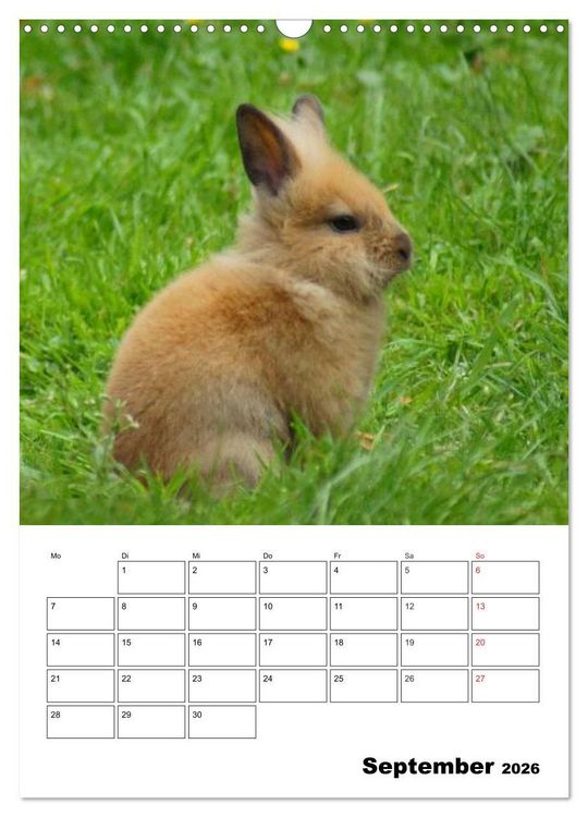 Produktbild: Kaninchen Terminplaner (Wandkalender 2026 DIN A3 hoch), CALVENDO Monatskalender