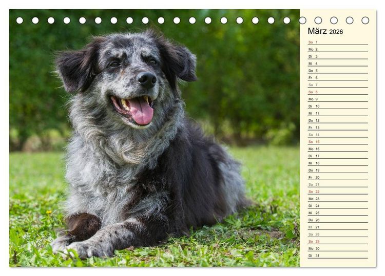 Produktbild: Altdeutsche H&uuml;tehunde - Fast vergessen (Tischkalender 2026 DIN A5 quer), CALVENDO Monatskalender
