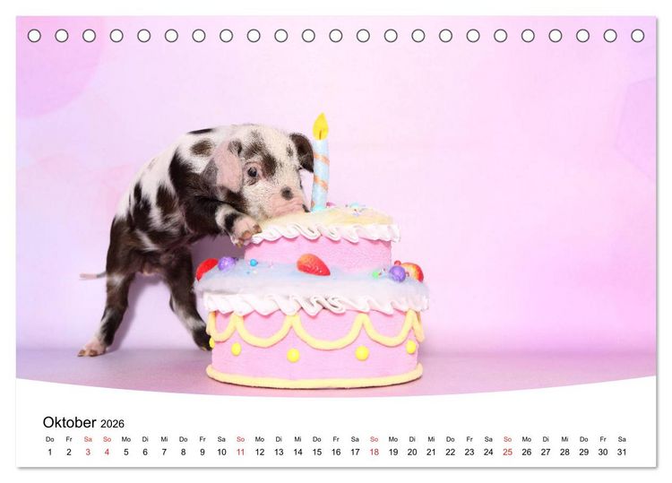 Produktbild: Niedliche Ferkel lovely piglets 2026 (Tischkalender 2026 DIN A5 quer), CALVENDO Monatskalender