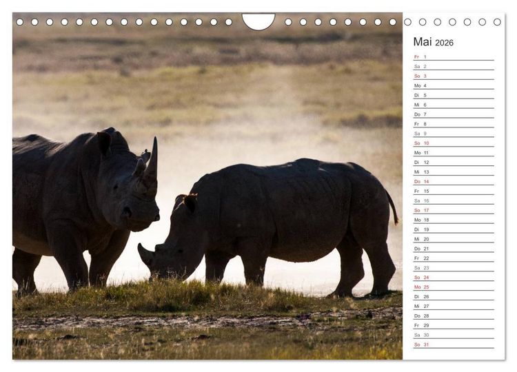 Produktbild: Emotionale Momente: Nash&ouml;rner (Wandkalender 2026 DIN A4 quer), CALVENDO Monatskalender