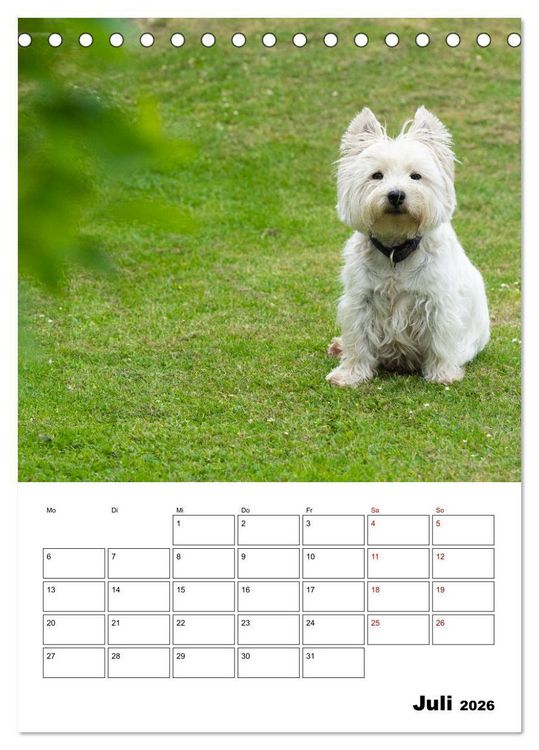 Produktbild: West Highland White Terrier - Herzensbrecher auf vier Pfoten (Tischkalender 2026 DIN A5 hoch), CALVENDO Monatskalender
