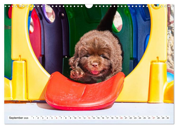 Produktbild: Neufundl&auml;nder - Alle fangen mal klein an (Wandkalender 2026 DIN A3 quer), CALVENDO Monatskalender