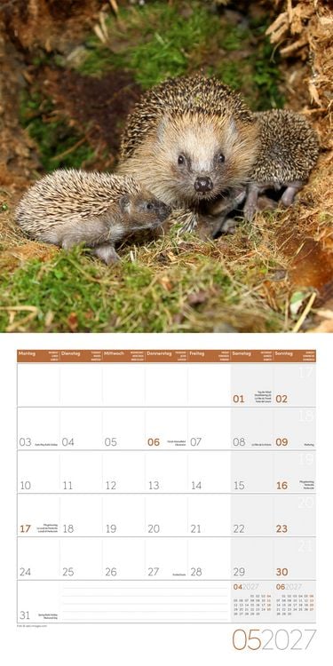 Produktbild: Igel Kalender 2027 - 30x30 - Art12