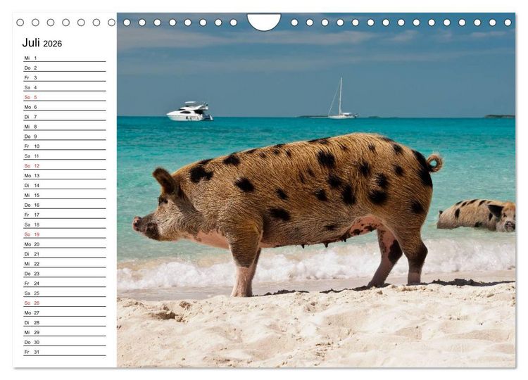 Produktbild: Schwimmende Schweine (Wandkalender 2026 DIN A4 quer), CALVENDO Monatskalender