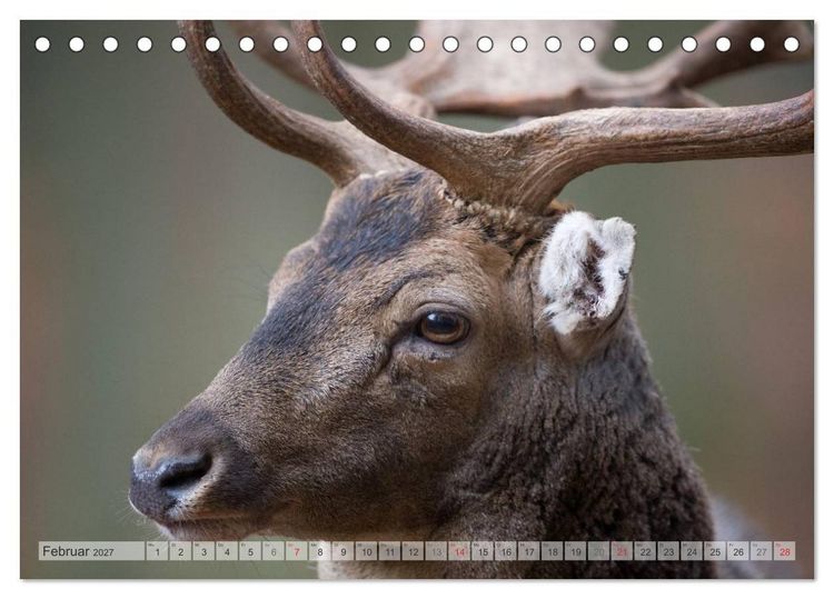 Produktbild: Emotionale Momente: Das Damwild. (Tischkalender 2027 DIN A5 quer), CALVENDO Monatskalender