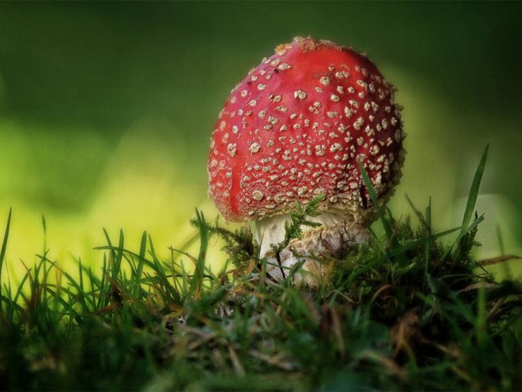 Produktbild: CALVENDO Puzzle Ein Motiv aus dem Kalender Pilze, die stillen Waldbewohner 2019 | 1000 Teile Lege-Gr&ouml;&szlig;e 64x48cm Foto-Puzzle f&uuml;r gl&uuml;ckliche Stunden