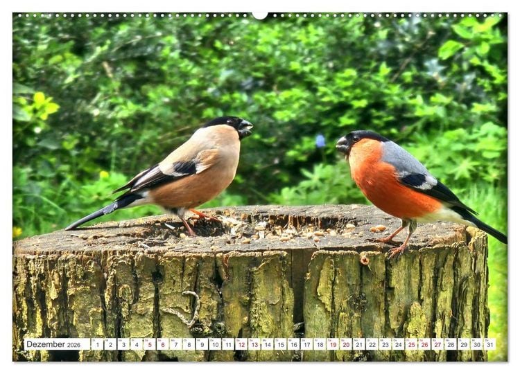 Produktbild: Herr und Frau Gimpel - Stammg&auml;ste im Garten (Wandkalender 2026 DIN A2 quer), CALVENDO Monatskalender