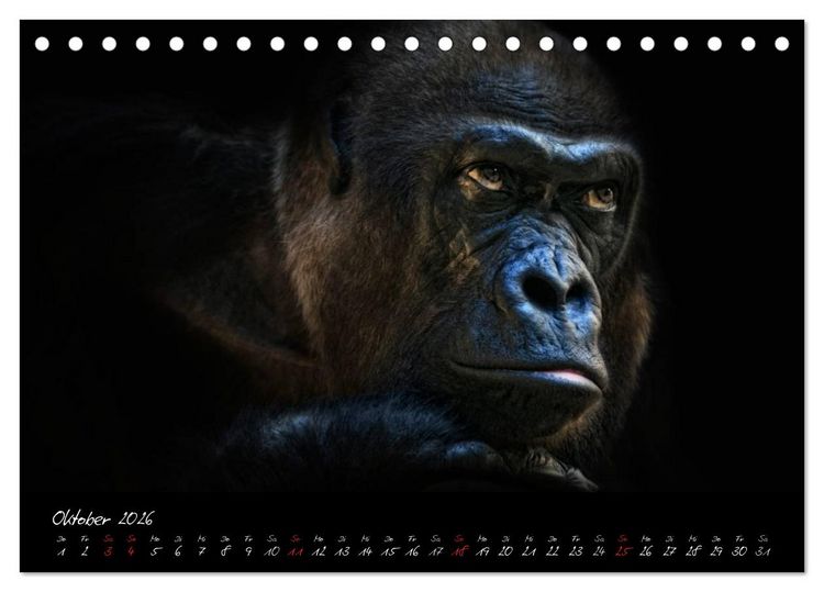 Produktbild: Gorilla (Tischkalender 2026 DIN A5 quer), CALVENDO Monatskalender