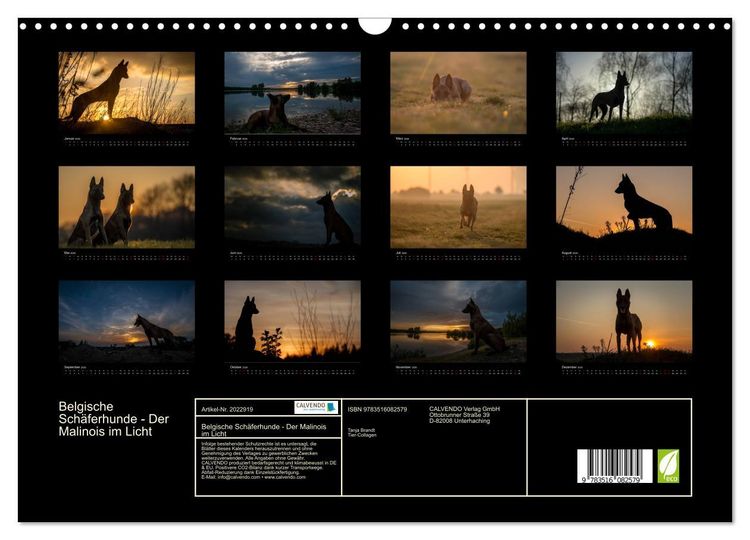 Produktbild: Belgische Sch&auml;ferhunde - Der Malinois im Licht (Wandkalender 2026 DIN A3 quer), CALVENDO Monatskalender