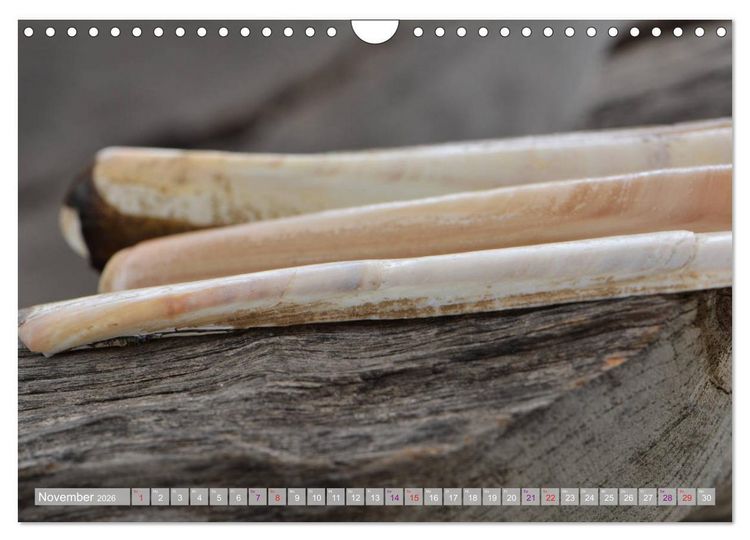 Produktbild: H&auml;user der Meere: Muscheln - Seeigel - Schnecken (Wandkalender 2026 DIN A4 quer), CALVENDO Monatskalender
