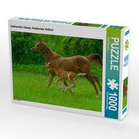 Produktbild: CALVENDO Puzzle Gestreckter Galopp, Arabisches Vollblut | 1000 Teile Lege-Gr&ouml;&szlig;e 64x48cm Foto-Puzzle f&uuml;r gl&uuml;ckliche Stunden