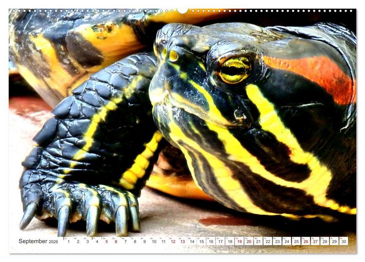 Produktbild: Schmuckschildkr&ouml;ten - Schmuckst&uuml;cke der Natur (Wandkalender 2026 DIN A2 quer), CALVENDO Monatskalender