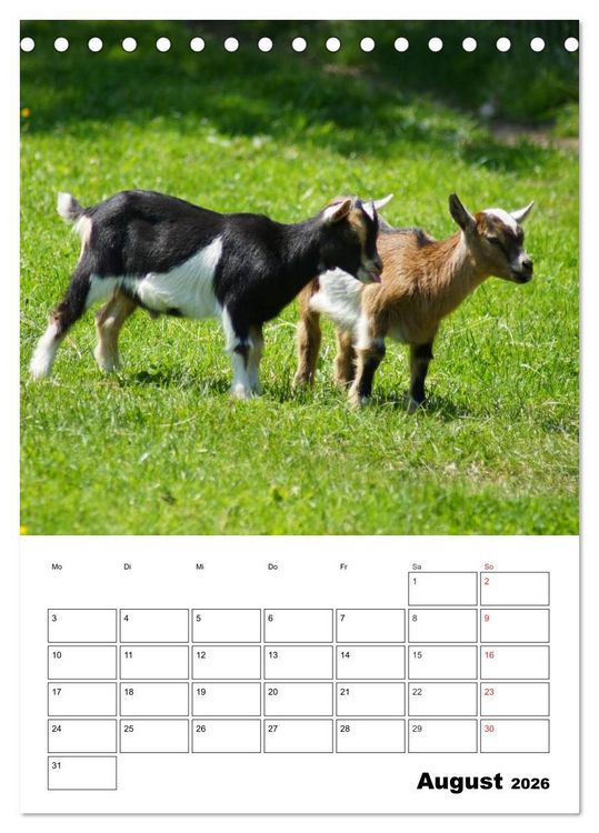 Produktbild: Ziegen Terminplaner (Tischkalender 2026 DIN A5 hoch), CALVENDO Monatskalender