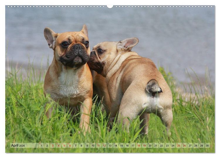 Produktbild: Bulldoggen - Englische und Franz&ouml;sische Bulldoggen (hochwertiger Premium Wandkalender 2026 DIN A2 quer), Kunstdruck in Hochglanz