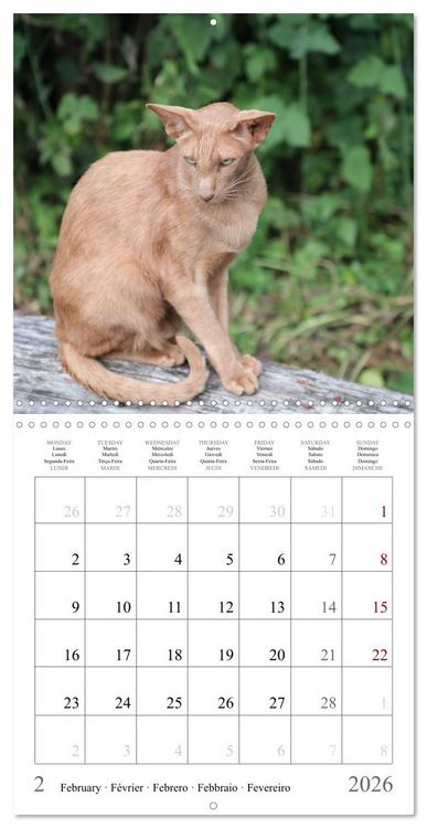 Produktbild: F&eacute;lins au fil des mois (Calendrier mural carr&eacute; 2026 30x30 cm) Calendrier double avec une page pour vos prises de notes