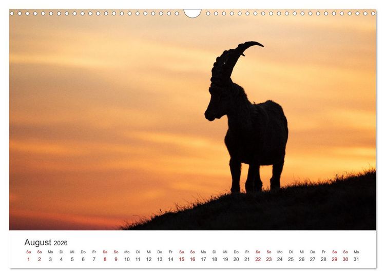 Produktbild: Steinbock - K&ouml;nig der Alpen (Wandkalender 2026 DIN A3 quer), CALVENDO Monatskalender
