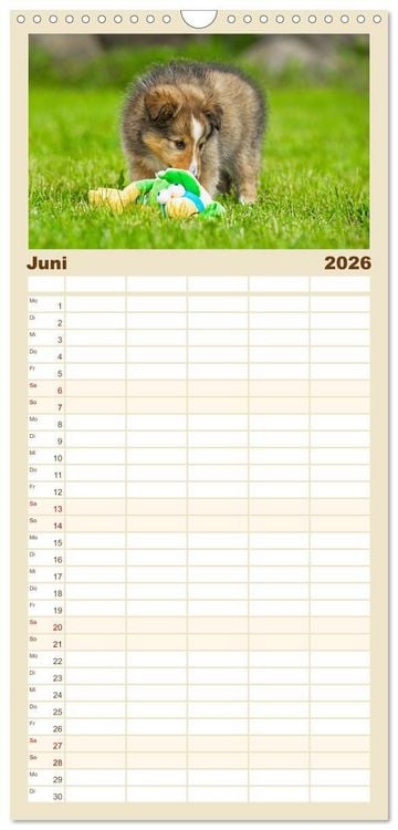 Produktbild: Familienplaner 2026 - Sheltie - Ein St&uuml;ck vom Gl&uuml;ck mit 5 Spalten (Wandkalender, 21 x 45 cm) CALVENDO