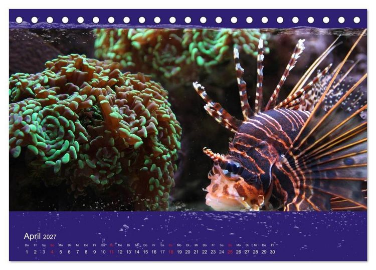 Produktbild: Korallenfische im Lichtschimmer des Meeres (Tischkalender 2027 DIN A5 quer), CALVENDO Monatskalender