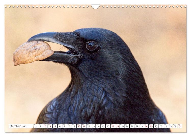 Produktbild: Corvids - Black and Beautiful (Wall Calendar 2026 DIN A3 landscape), CALVENDO 12 Month Wall Calendar