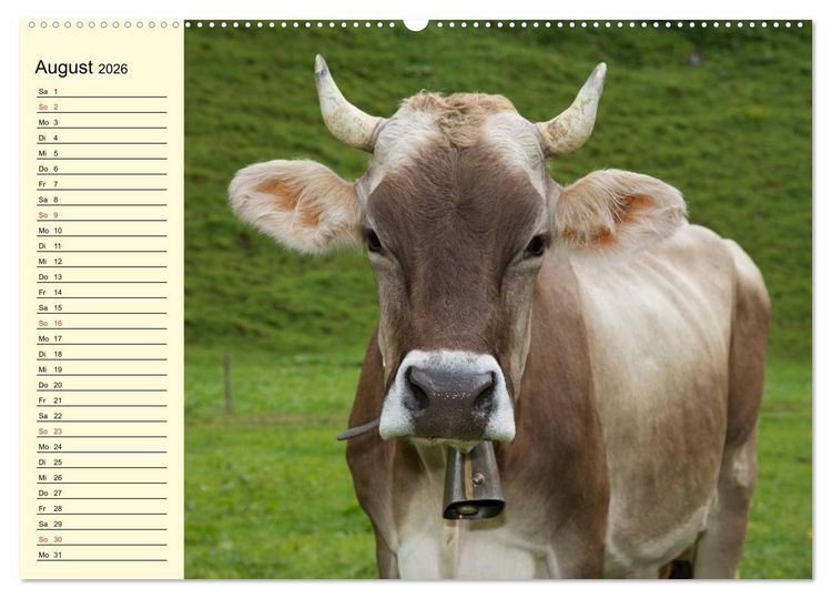 Produktbild: Gl&uuml;ckliche K&uuml;he auf saftigen Wiesen (Wandkalender 2026 DIN A2 quer), CALVENDO Monatskalender